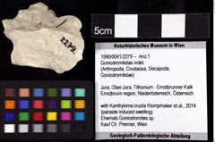 Foto (Objket + Etiketten) von Goniodromitidae indet. 